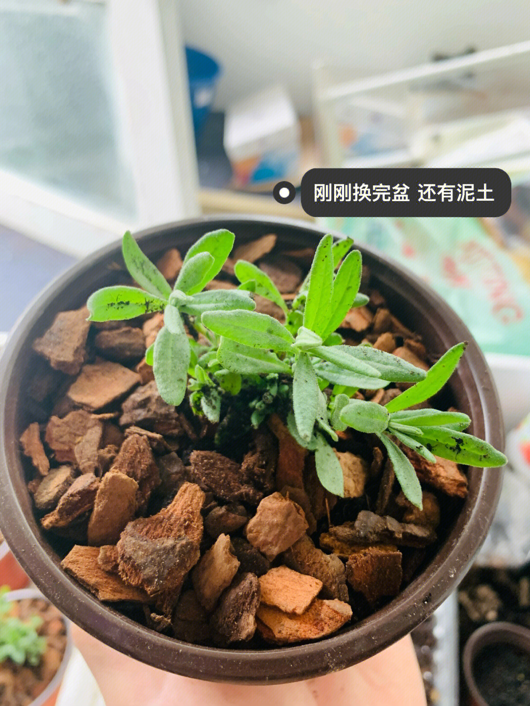 薰衣草幼苗养护图片