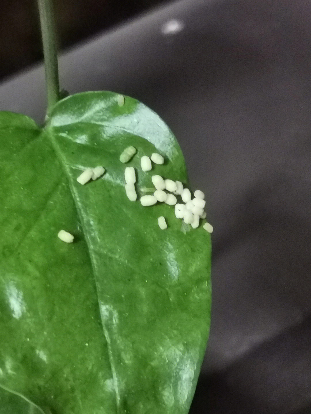茉莉叶子背面小白虫卵图片