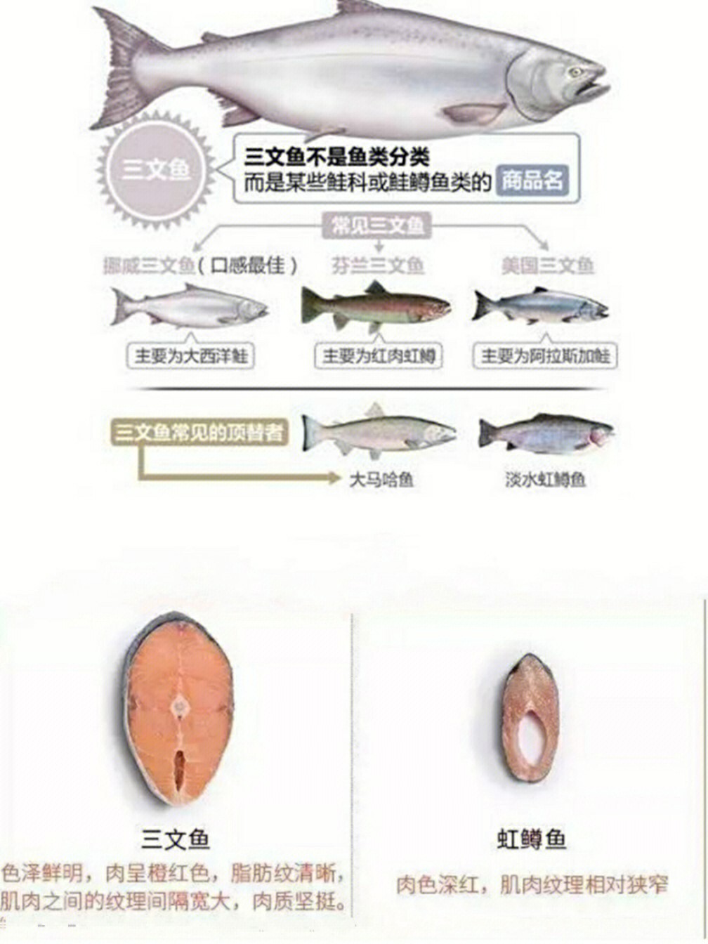 三文鱼95(学名oncorhynchus),其英语词义为鲑科鱼,三文鱼分为鲑科