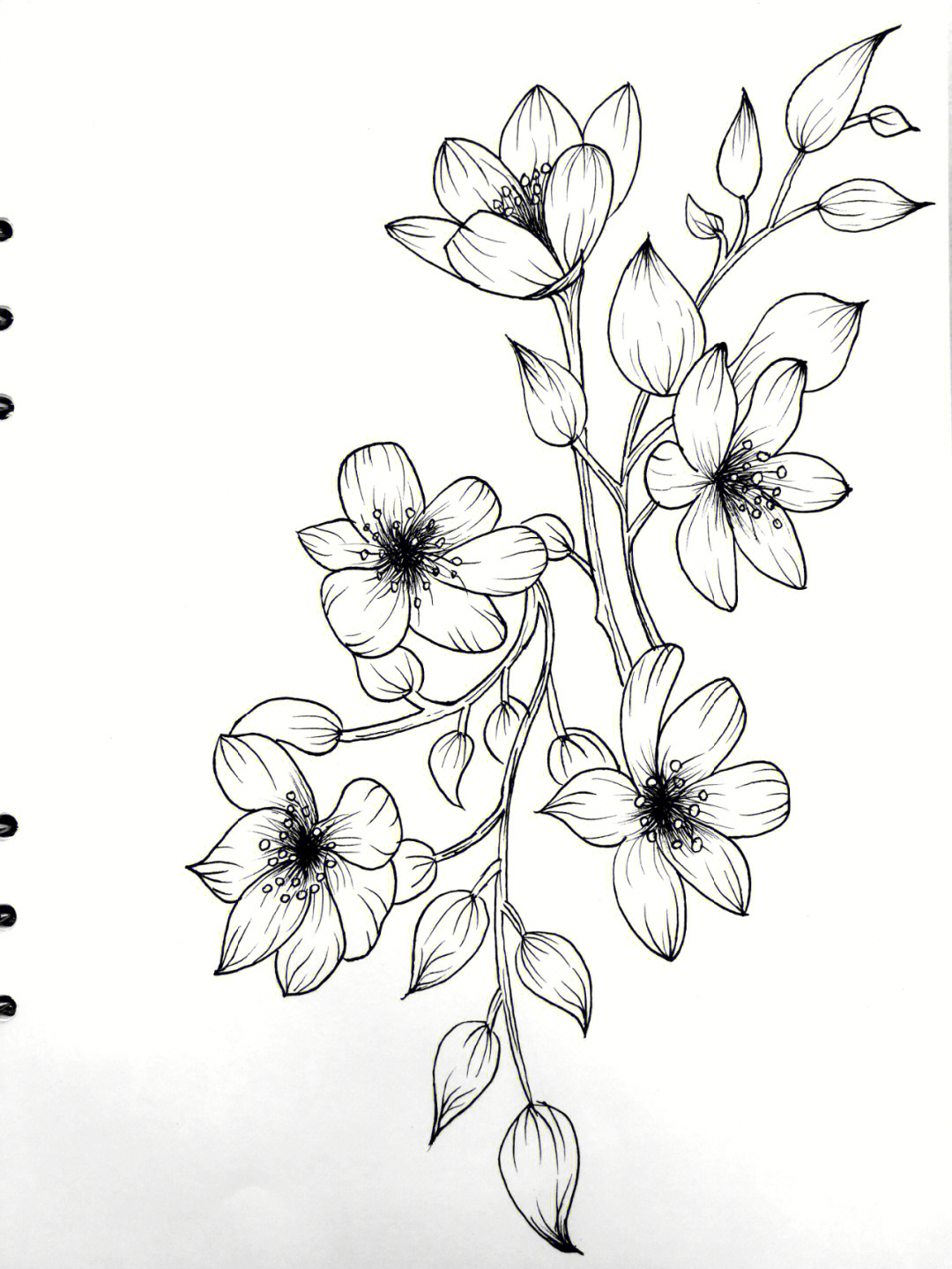 线描画花卉写实图片