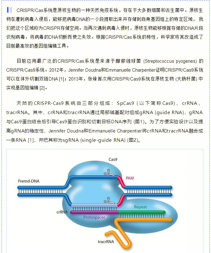 crispr/cas9基因编辑方法详细介绍与汇总