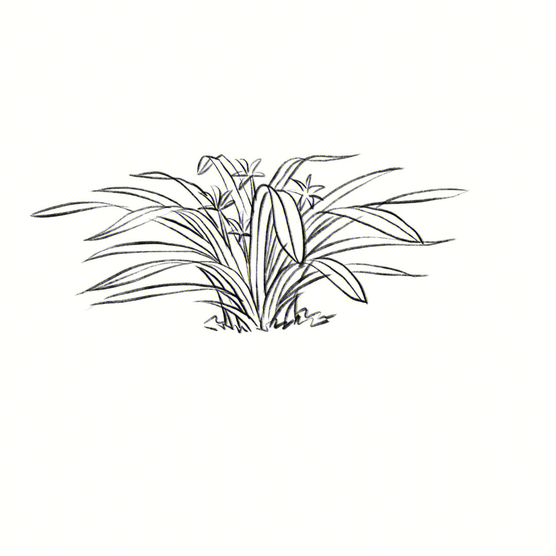 景观手绘近景兰花类线稿画法分享附步骤