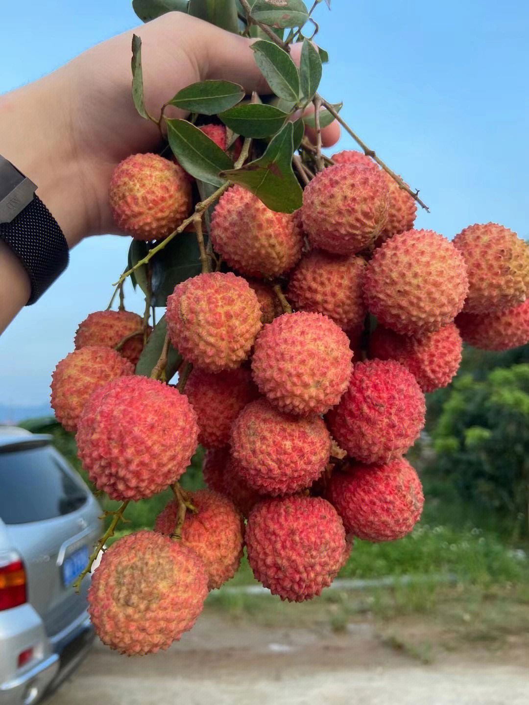 从化荔枝桂味