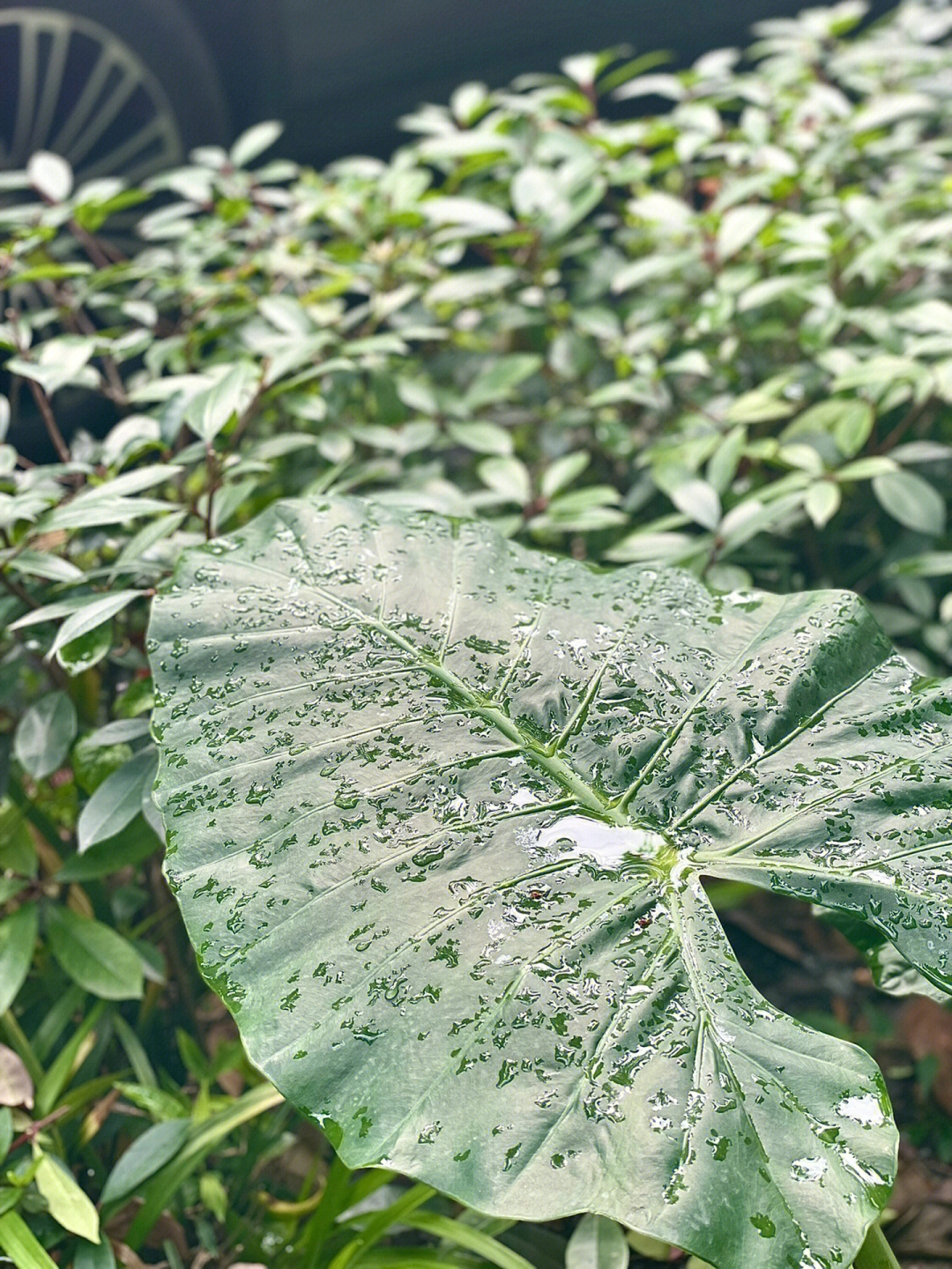 雨后清晨昼风图片