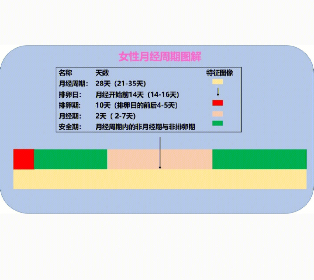 女性月经周期图解