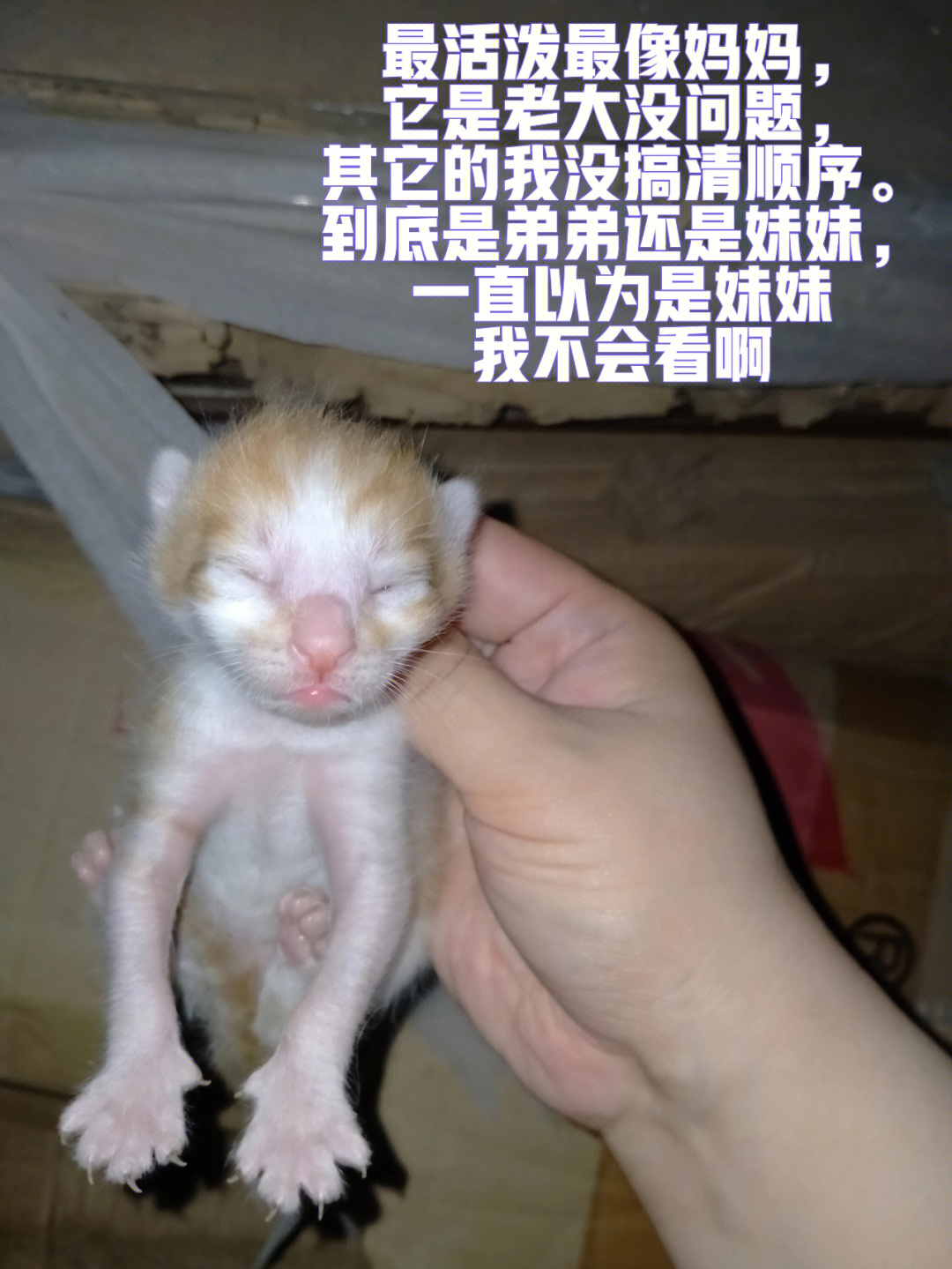 小奶猫怎么看性别武汉橘猫领养