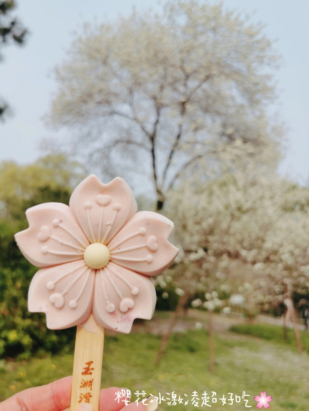 [火影]樱花与火焰团扇图片