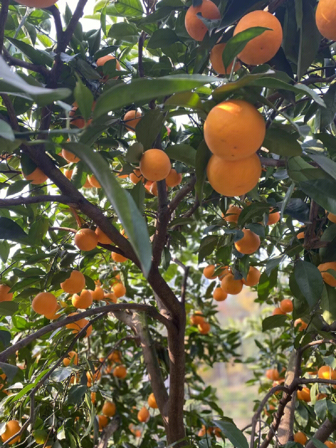 塔罗科血橙是脐橙中的一种,塔罗科血橙原产于意大利西西里岛,一部经典