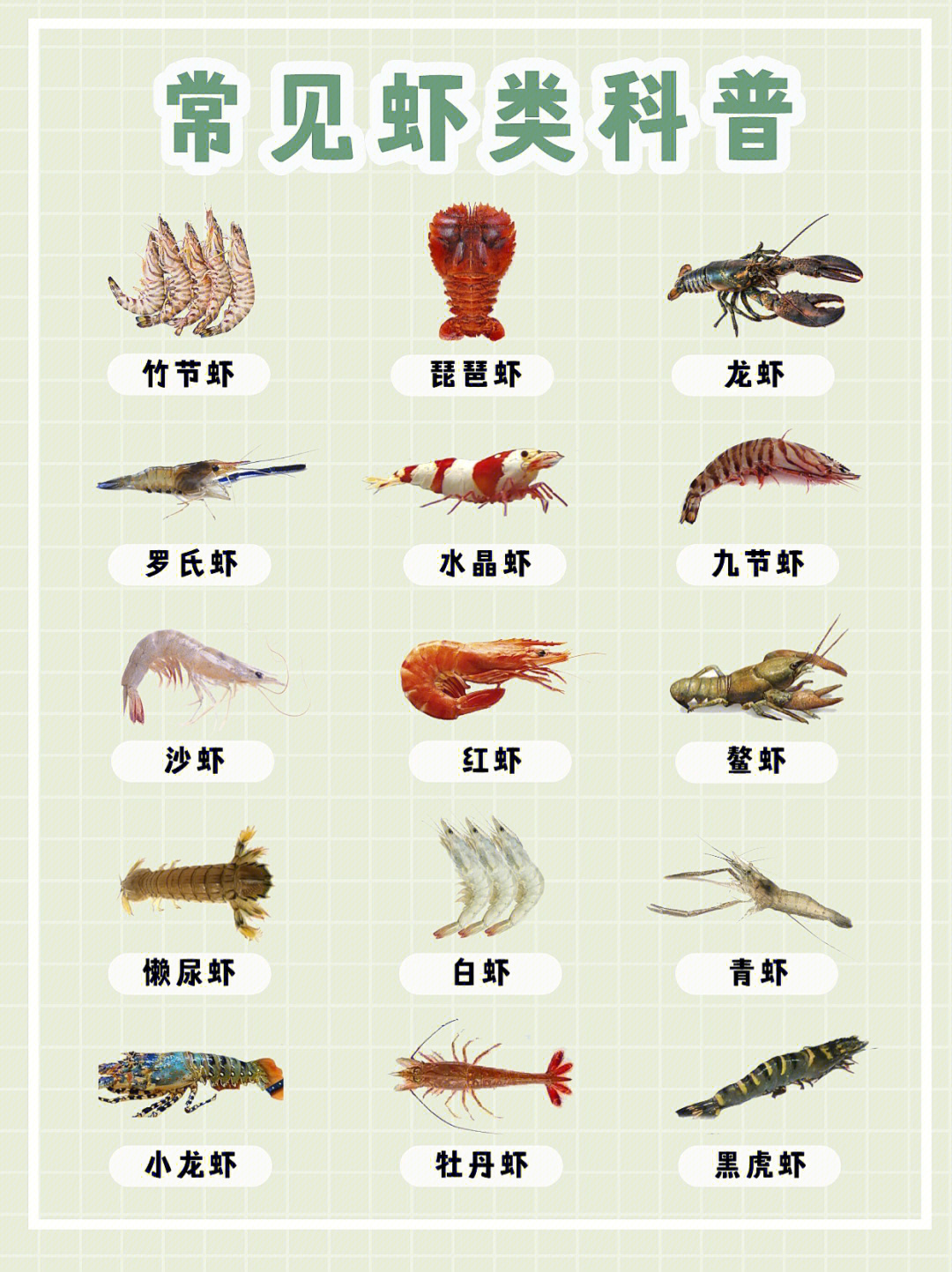 海鲜科普九节虾黑虎虾竹节虾是同种虾吗