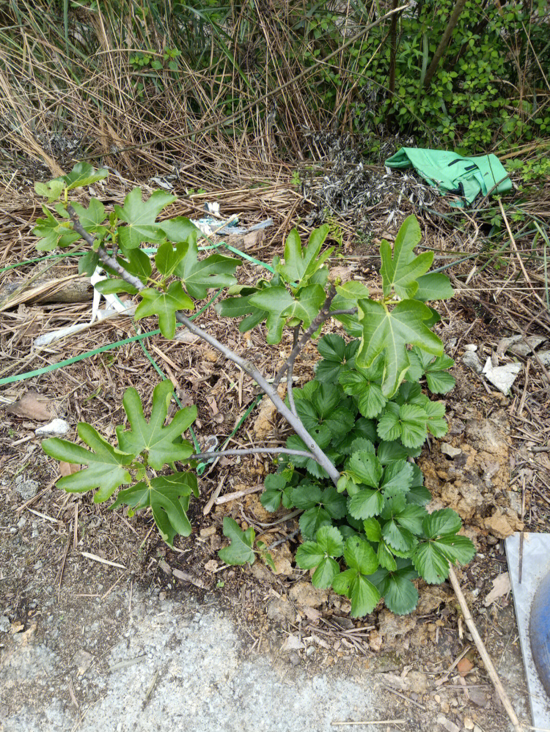 无花果种植 修枝图片