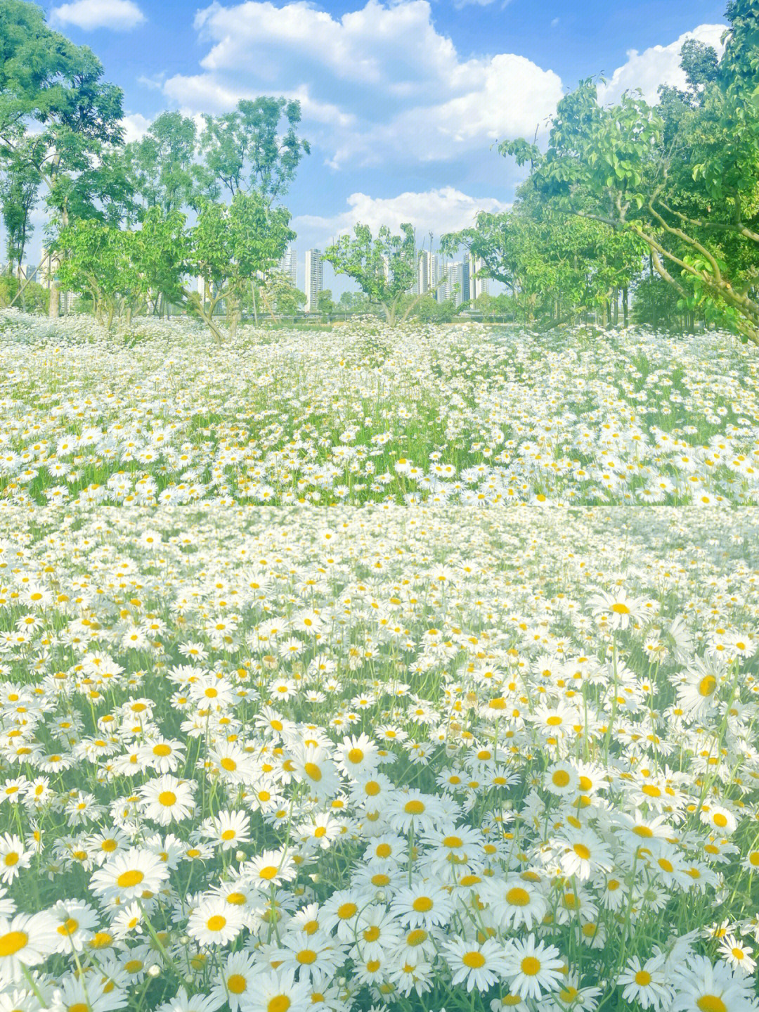 成都附近花海图片