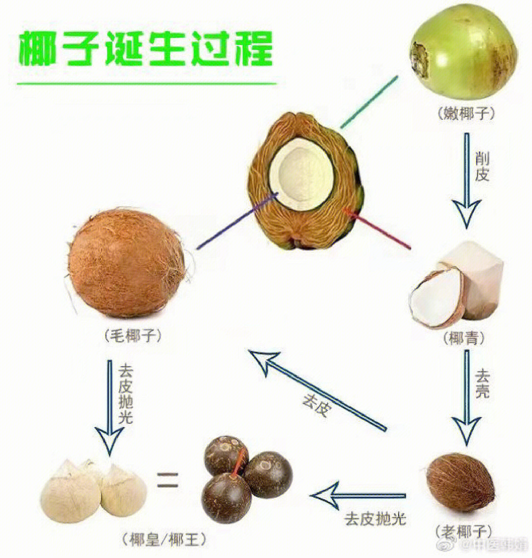 椰子的种类和功效特征