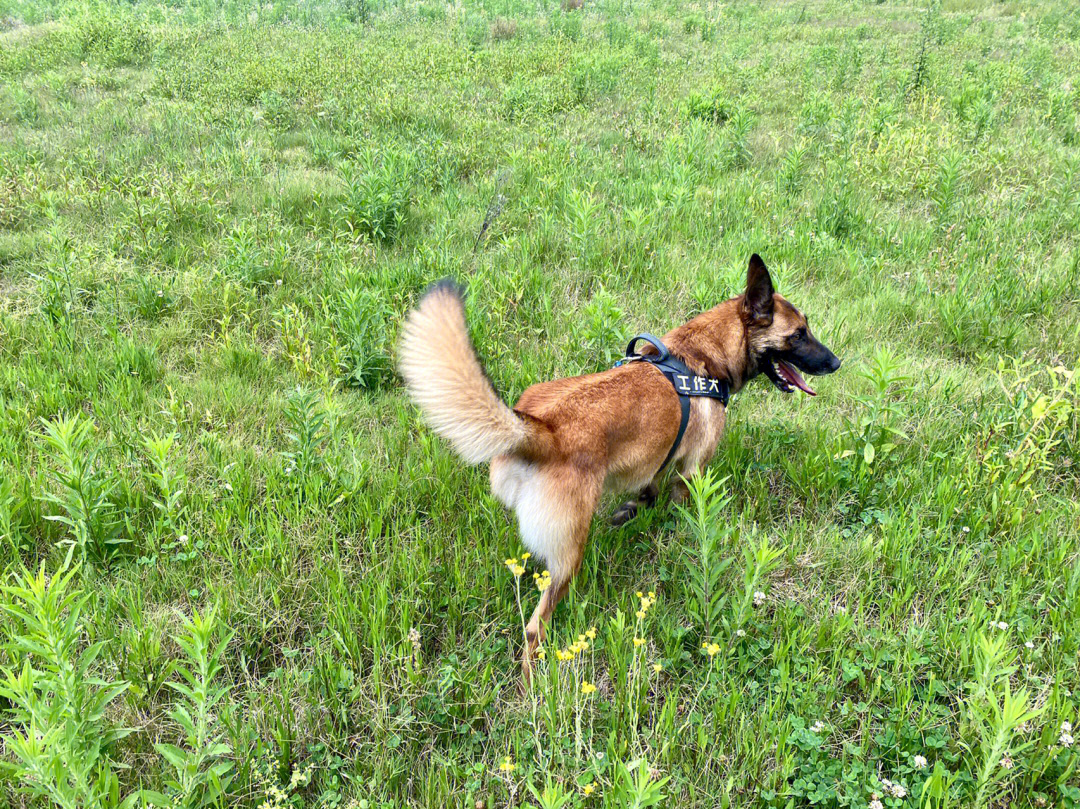 小马犬养成记大自然里奔跑的快乐