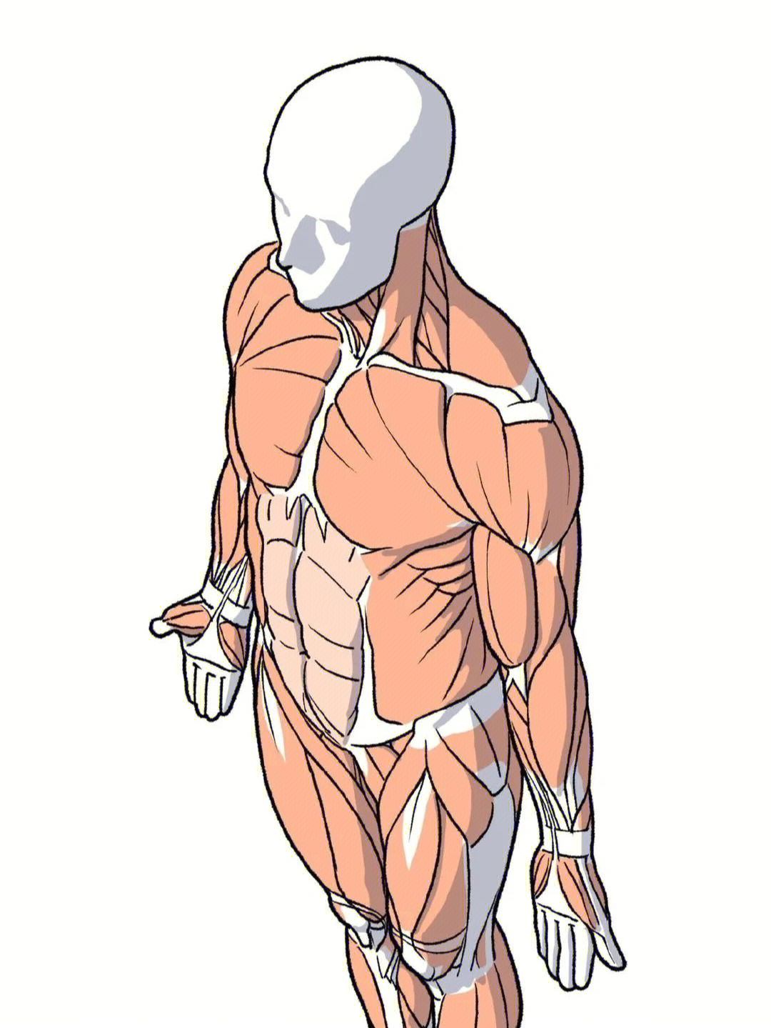 肌肉p图素材图片