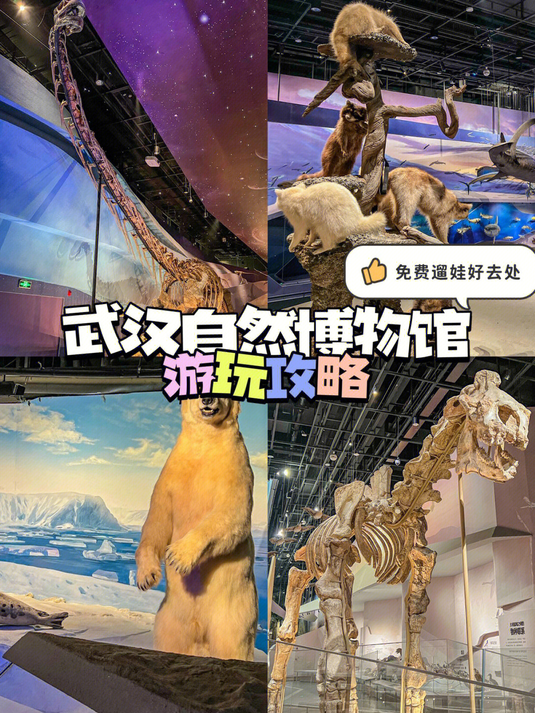 武汉遛娃好去处60武汉自然博物馆免费预约73