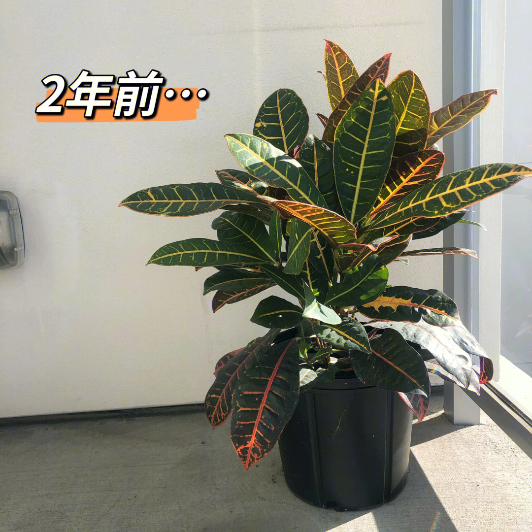 同一棵植物两年的变化变叶木养护