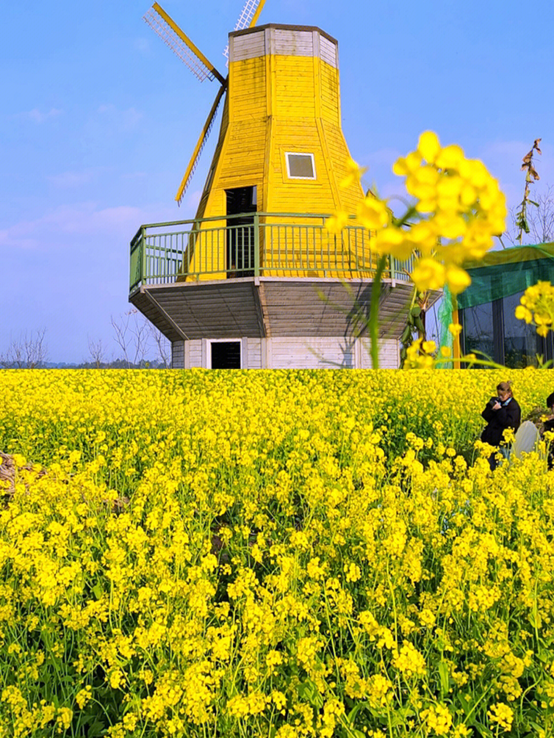 崇州田园油菜花海图片