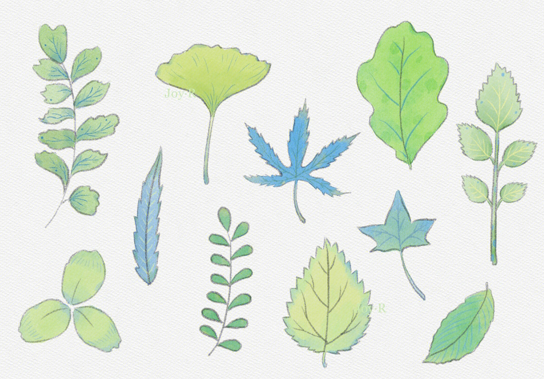 ipad绘画水彩植物写生静物画叶子自然