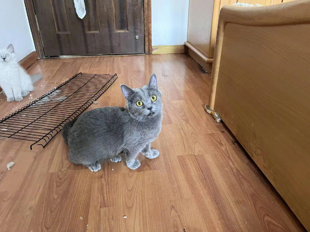 短腿蓝猫 长大后图片