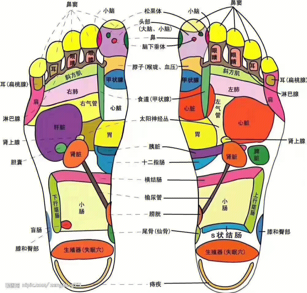 左脚示意图图片