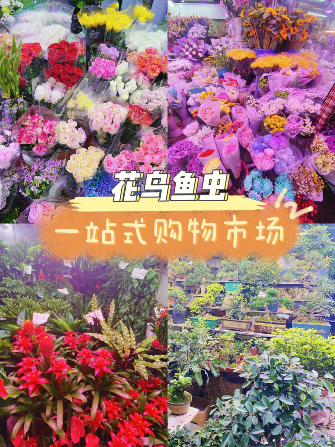 紫竹桥花鸟鱼虫市场图片