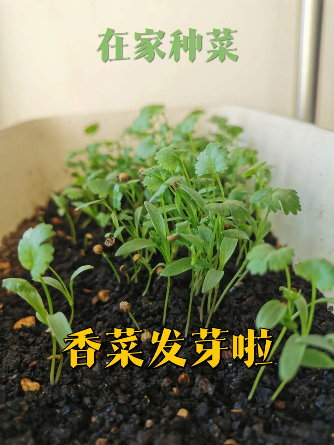 在家种菜1个月韭菜长大了香菜发芽了二