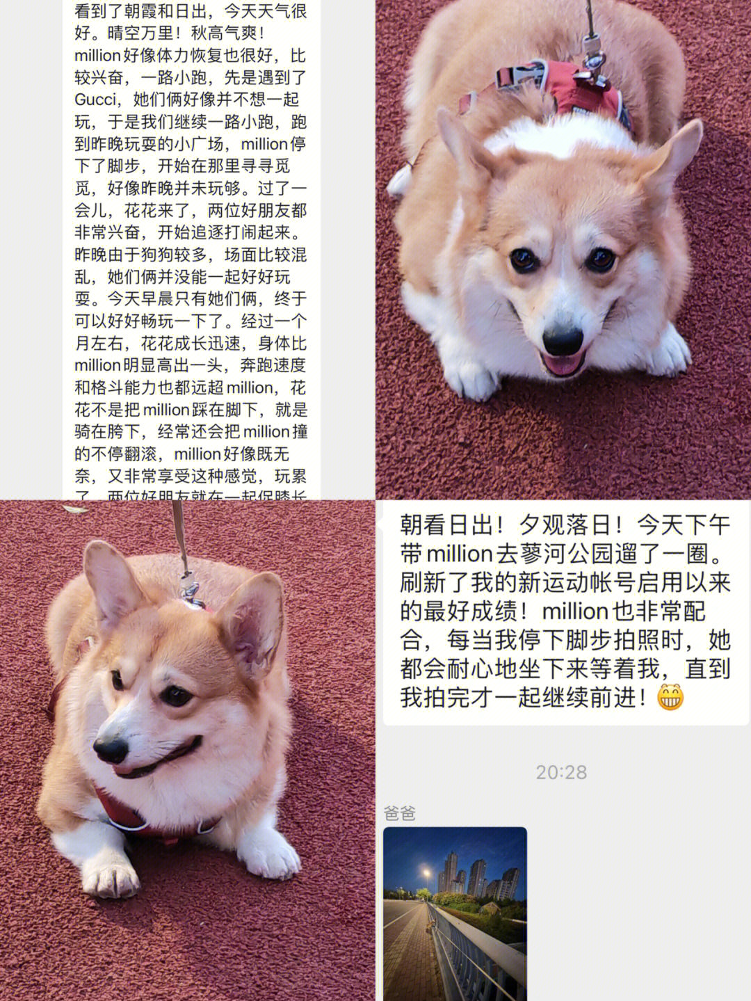 我的狗西尔阿尔丁原文图片