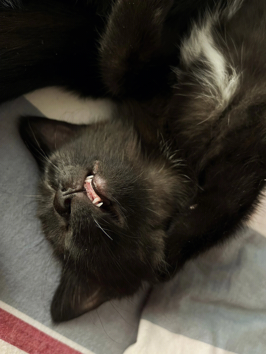 猫真菌黑斑舌头图片