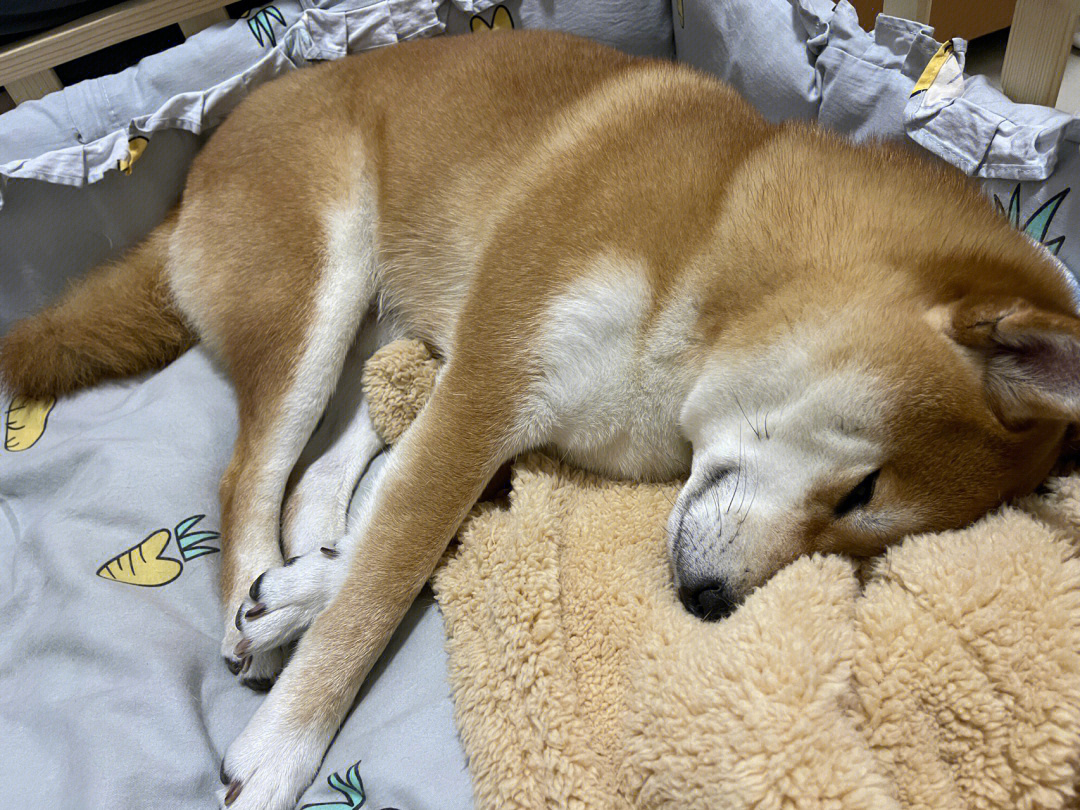 被下雨下自闭的狗狗