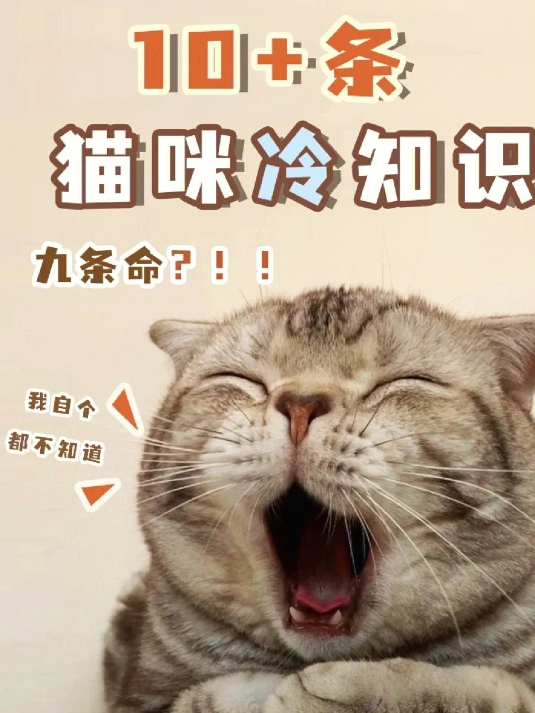 猫咪科普关于猫有九条命的传说