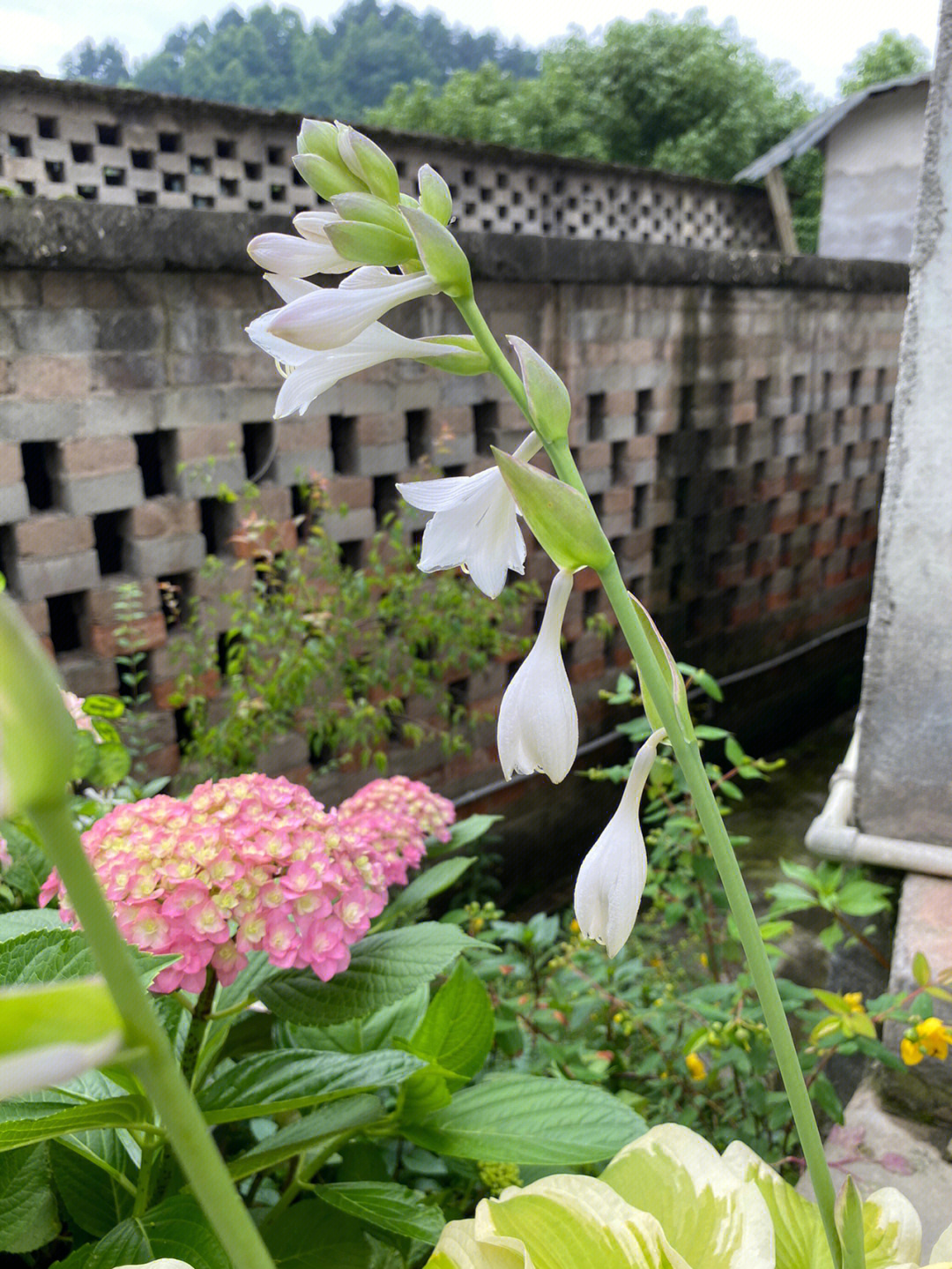 巨无霸玉簪开花图片