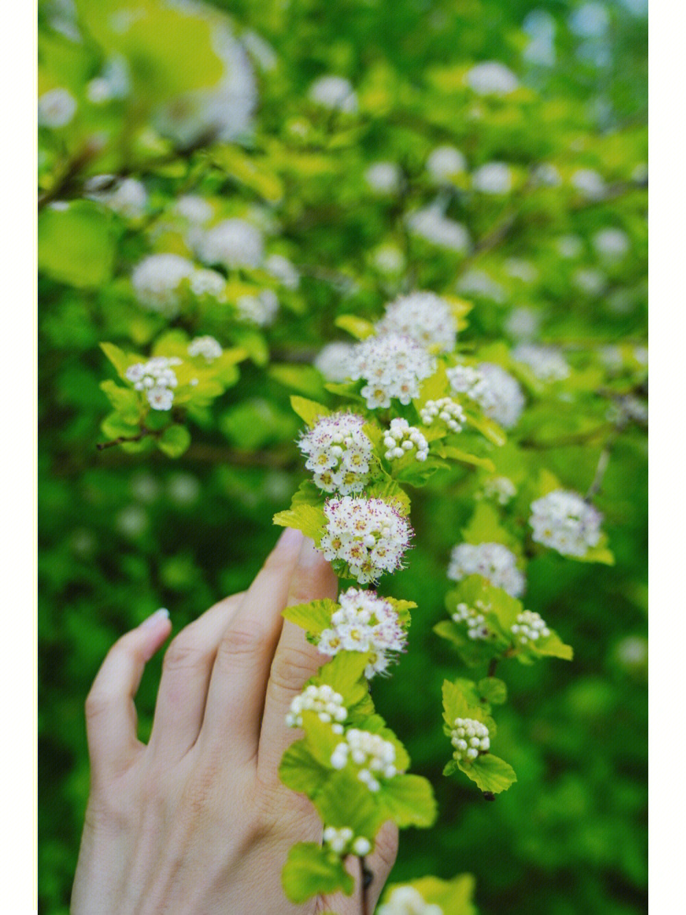 初夏识花金叶风箱果