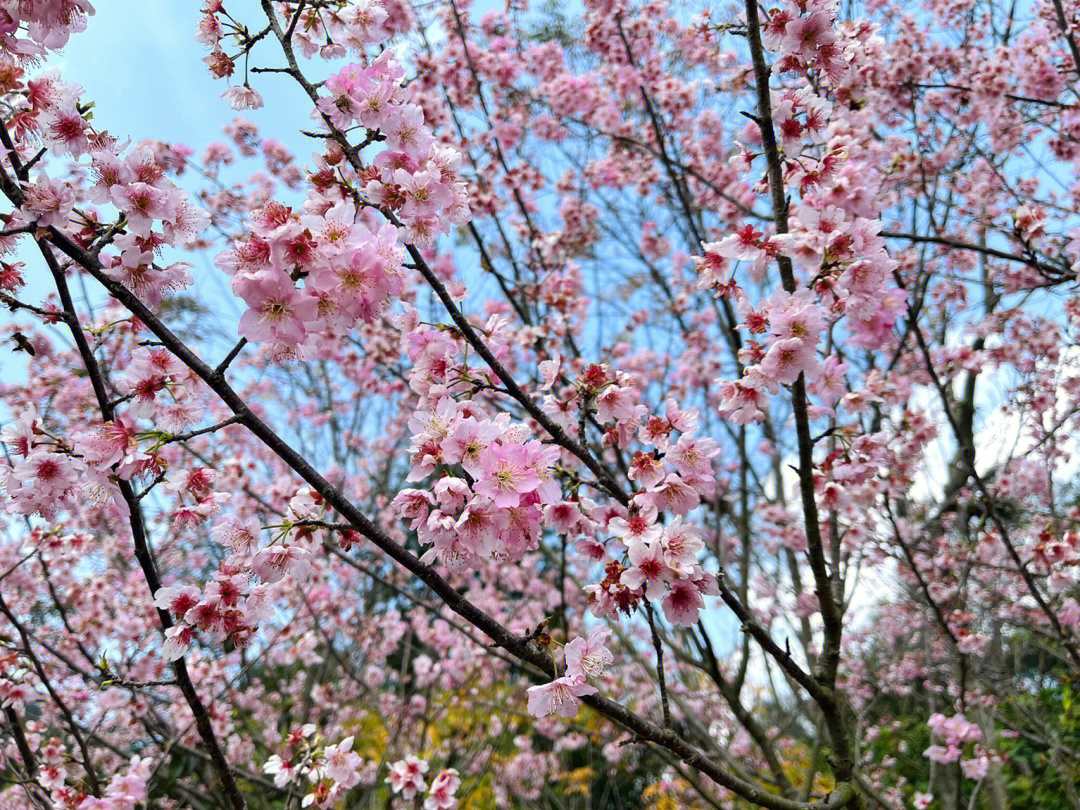 樱花 季节图片