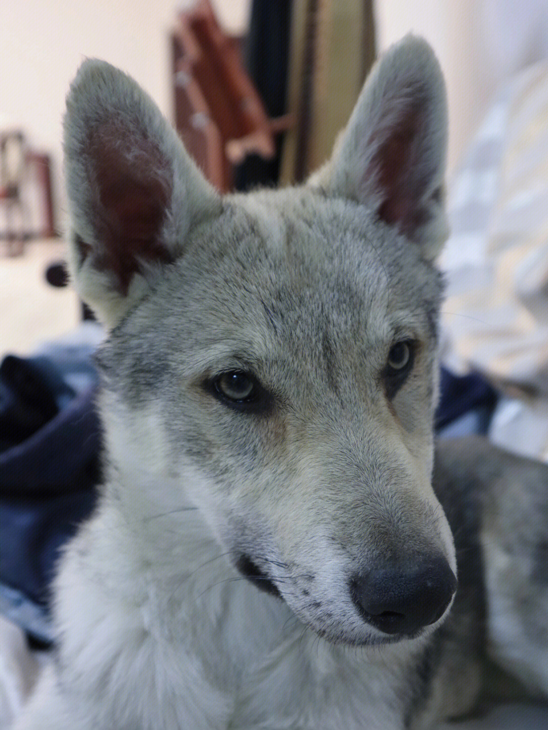 捷克狼犬小模样真俊