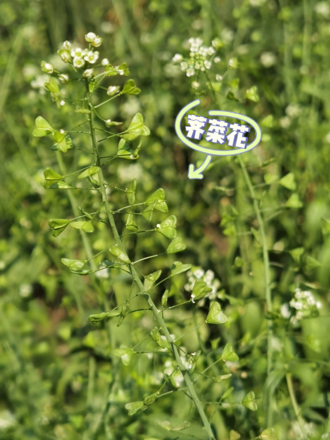 荠菜花的说明文图片