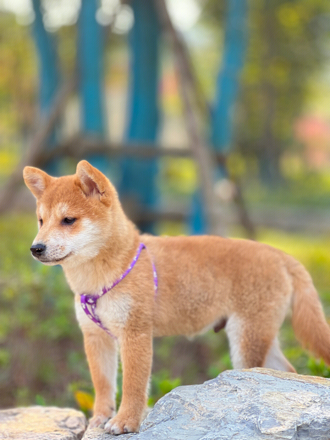 柴犬多大成年图片