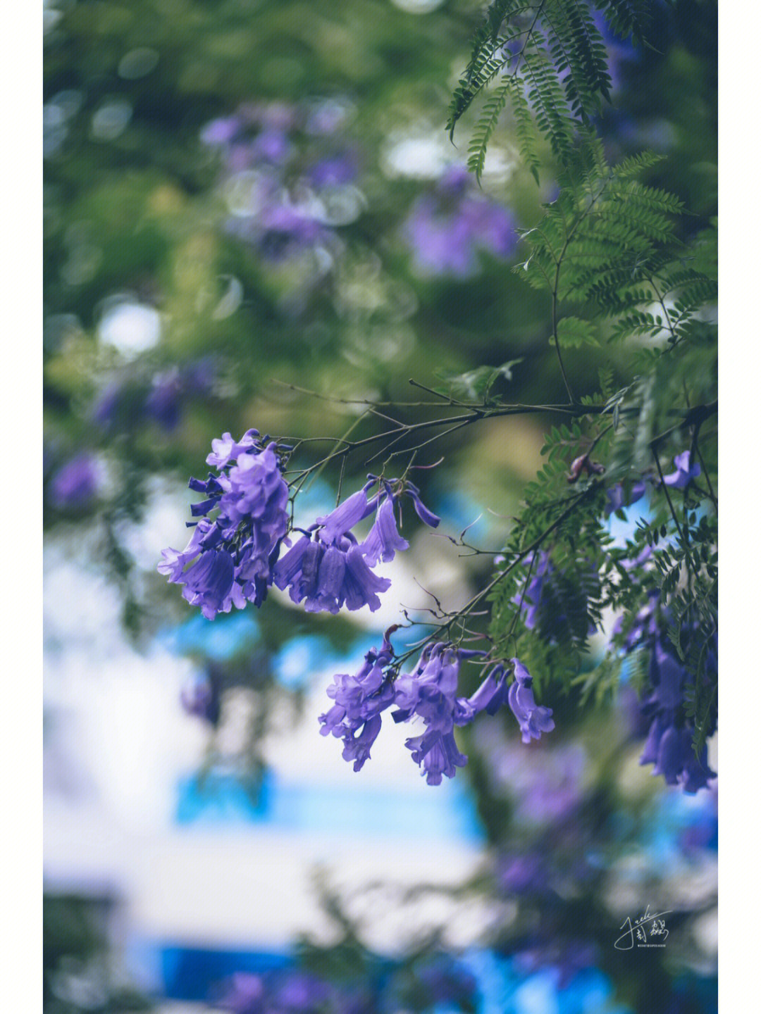 泡桐花和蓝花楹图片