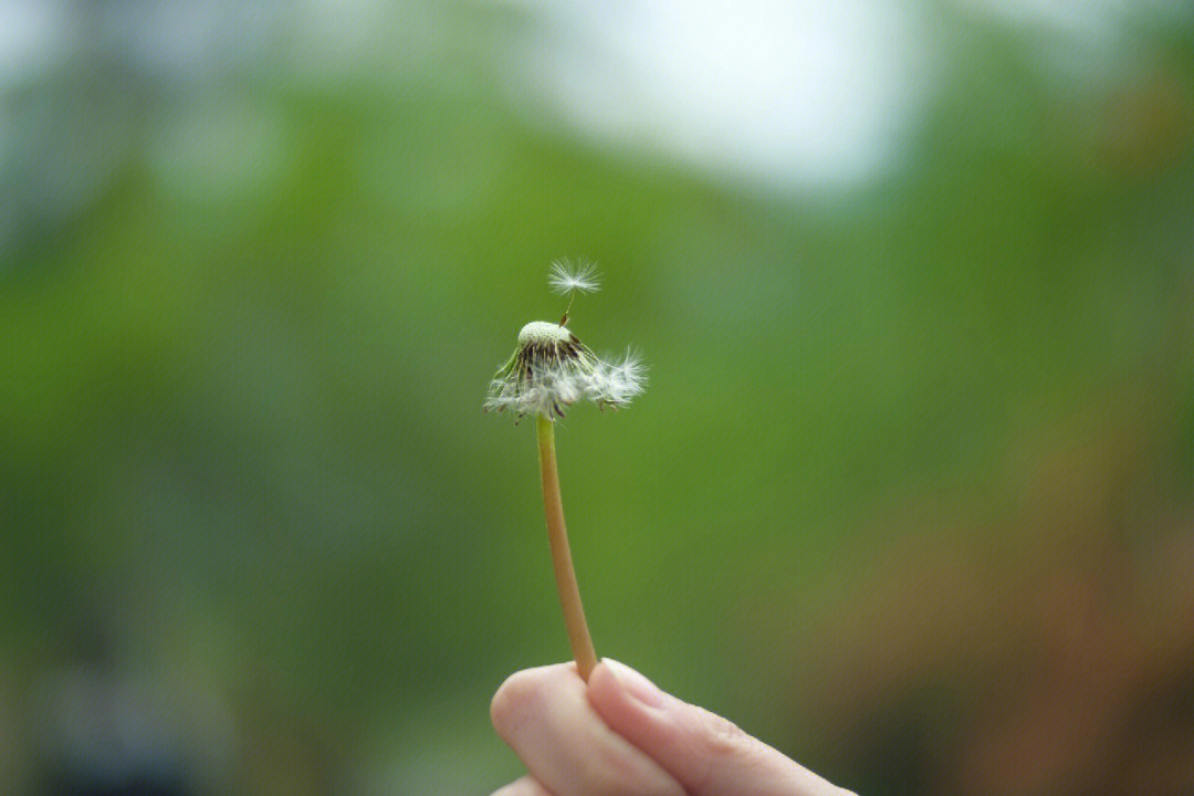 蒲公英的约定壁纸图片