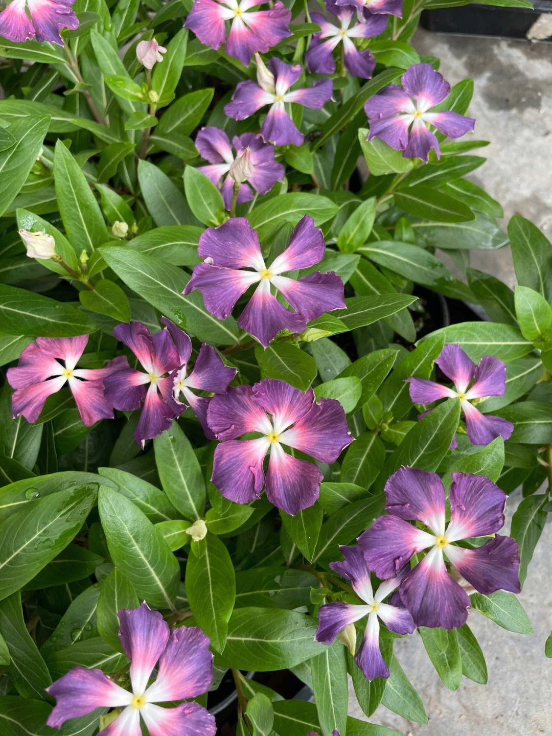 长春花长高图片