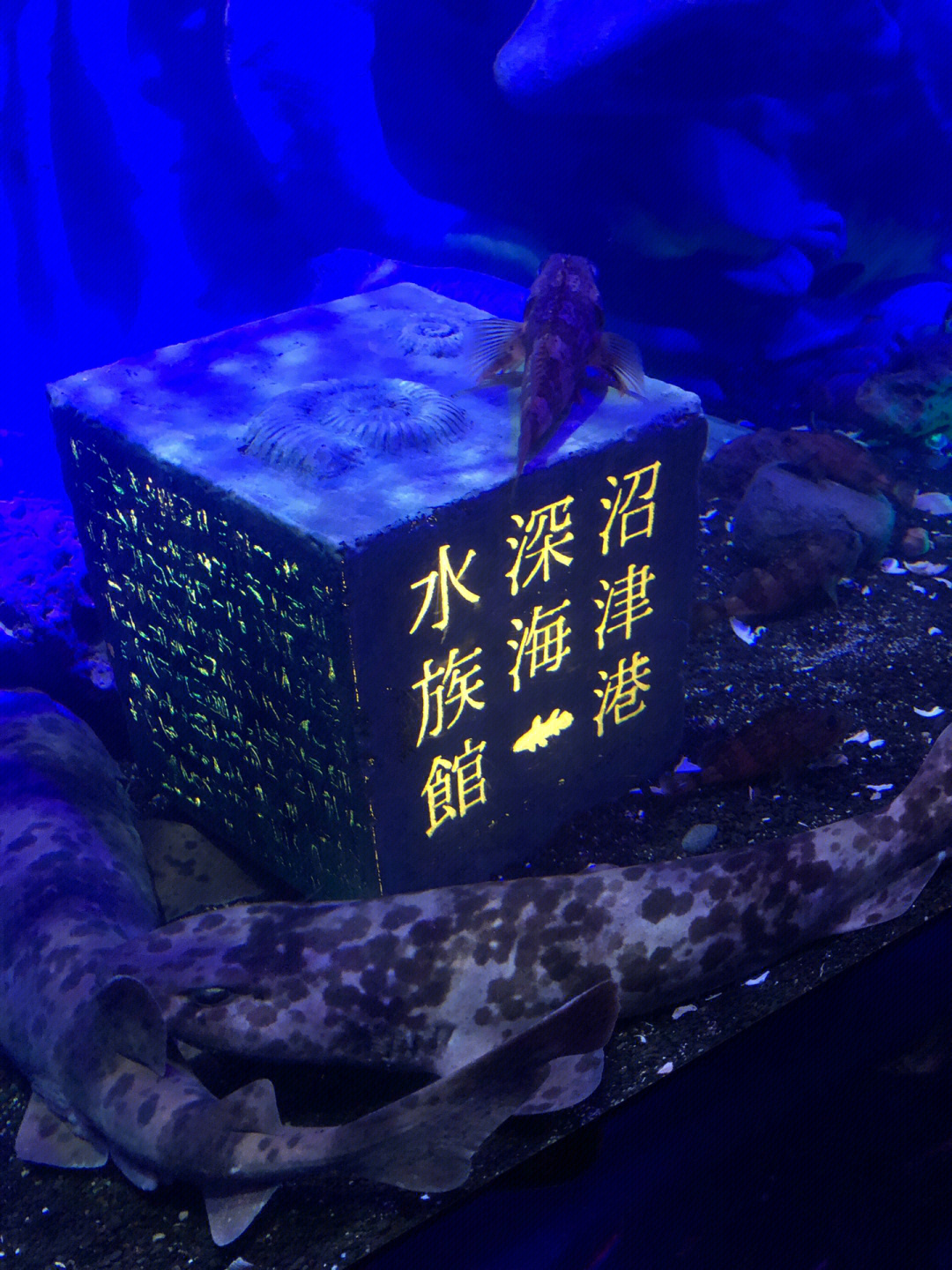 深海水族馆蓝色雪小丑图片