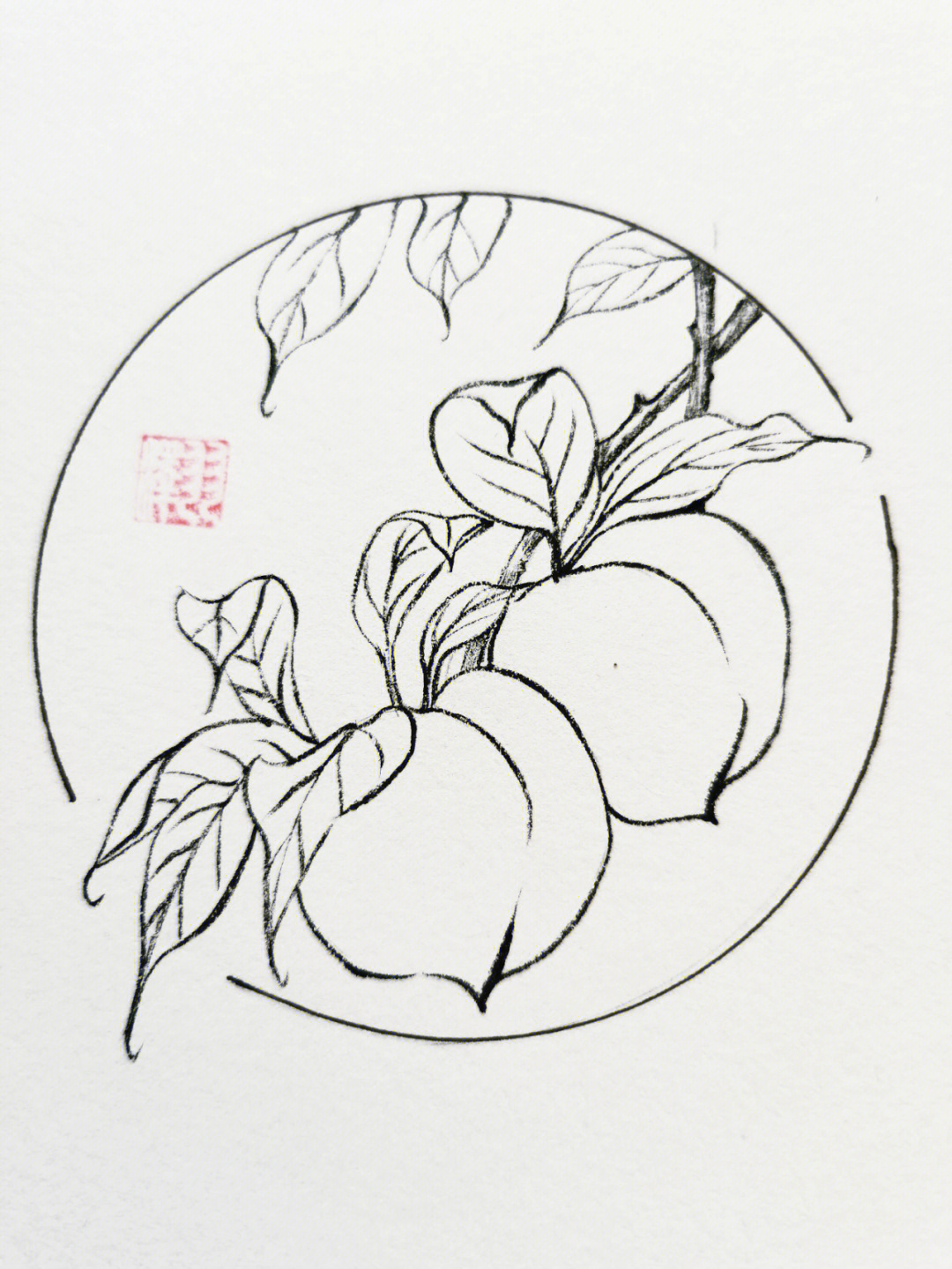 桃子结构素描图片