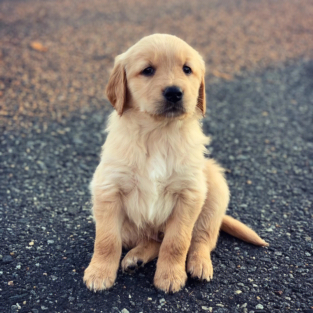 金毛犬图片小时候图片