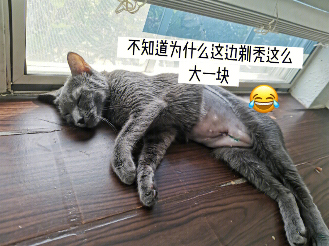 猫咪绝育自己拆线