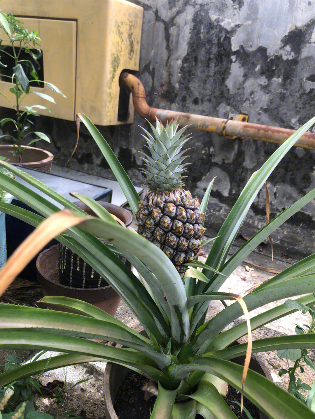 菠萝怎么长出来的图片