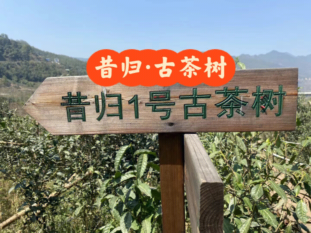 昔归古茶树