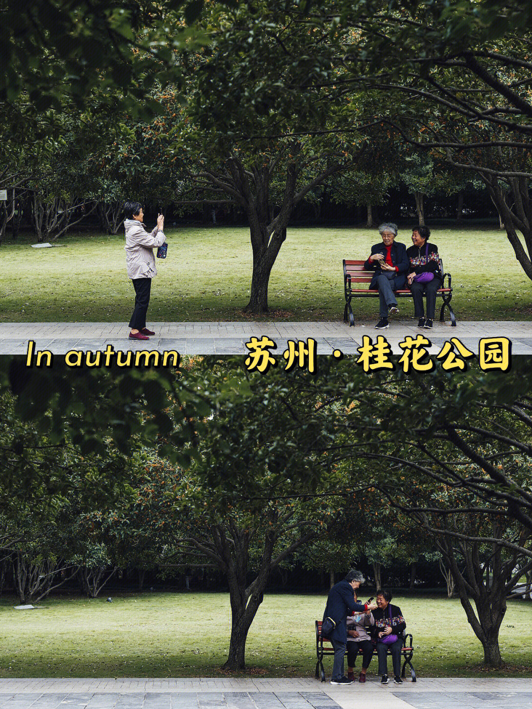 苏州桂花公园相亲微信图片