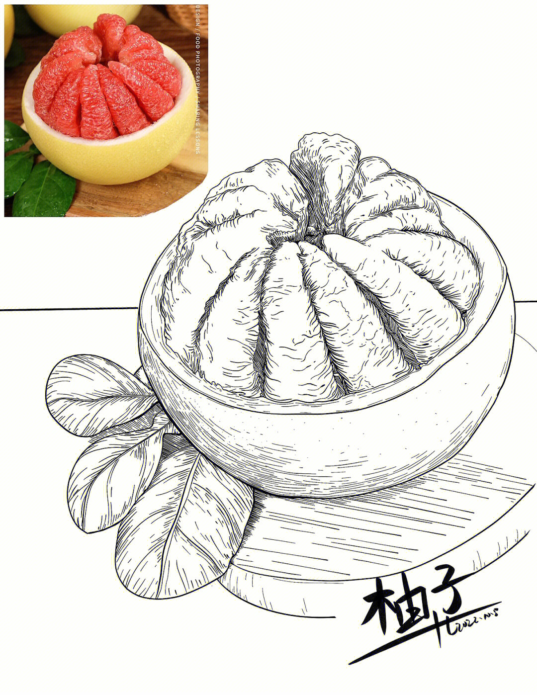 水果写生:柚子:线描素材速写
