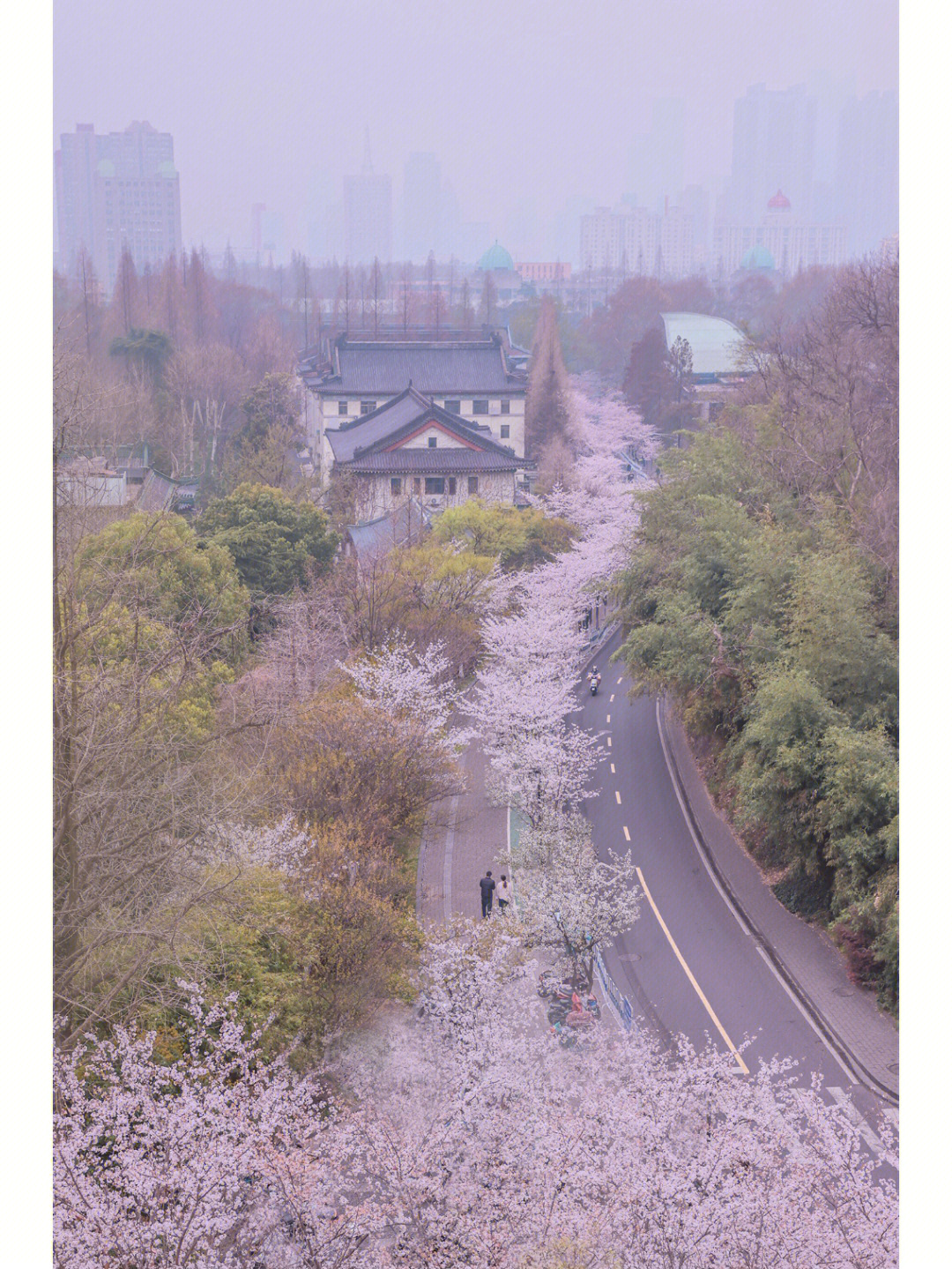 南京赏樱花胜地鸡鸣寺樱花大道