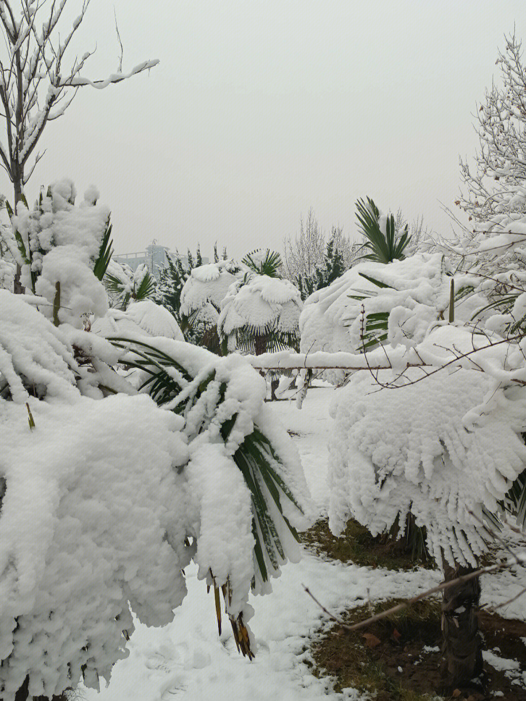 郑州下雪了