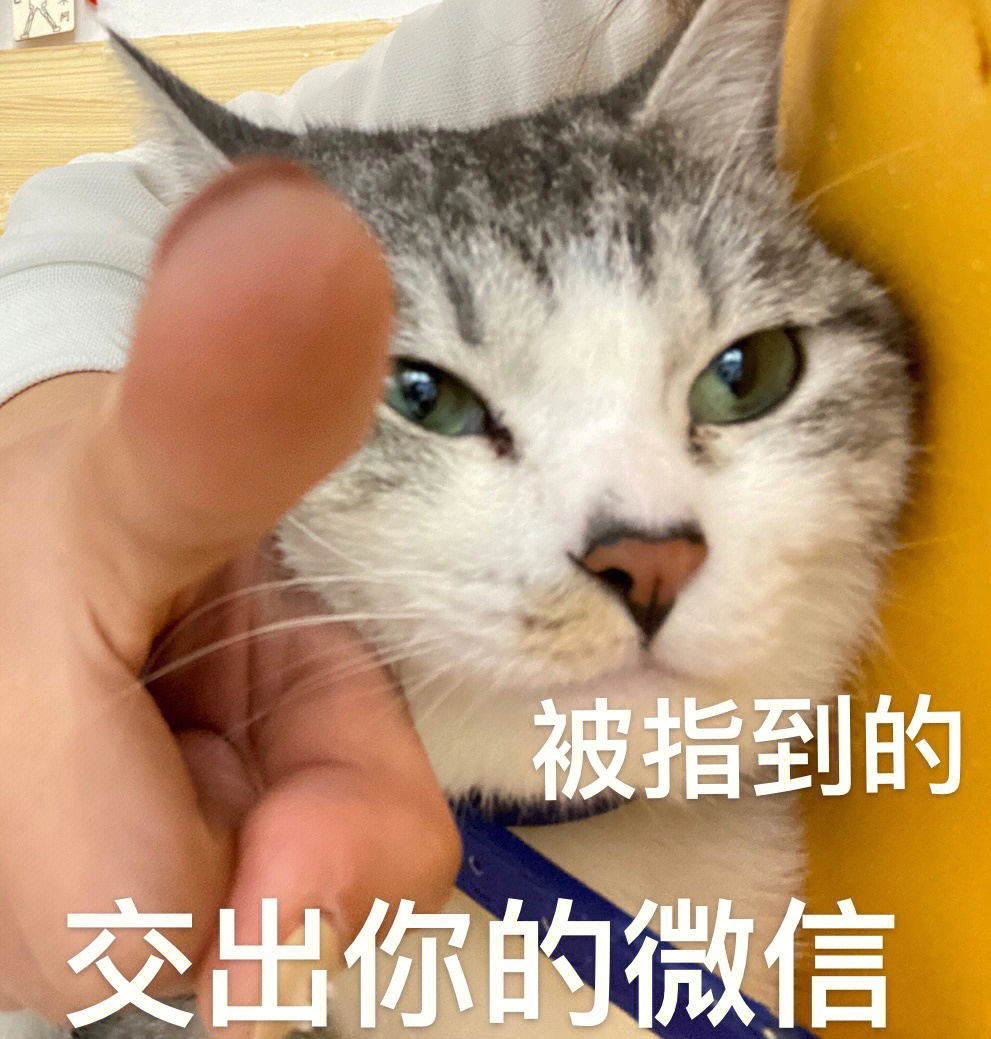 小叮当可以说是戏最多的小猫咪了